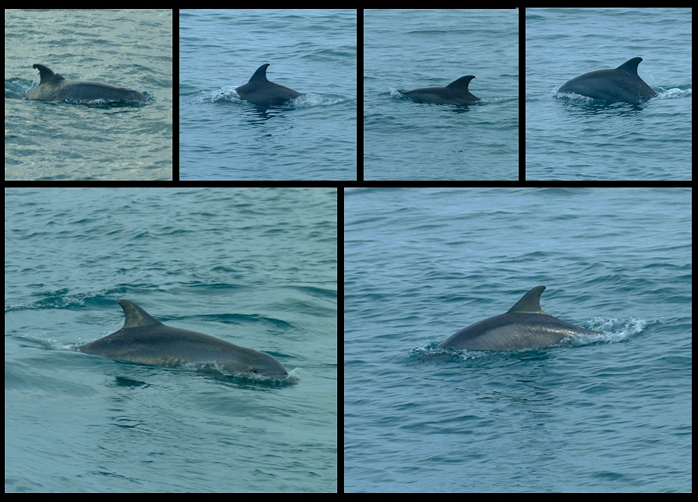 (10) montage (dolphins).jpg   (1000x720)   286 Kb                                    Click to display next picture